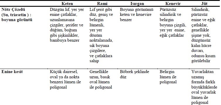 Brennnessel14